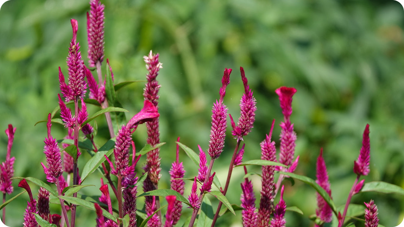 Enhancing Nutritional Profile, Functional Properties, Therapeutic Attributes of Finger Millet (Eluesinecoracana) by Germination: A Comprehensive Exploration