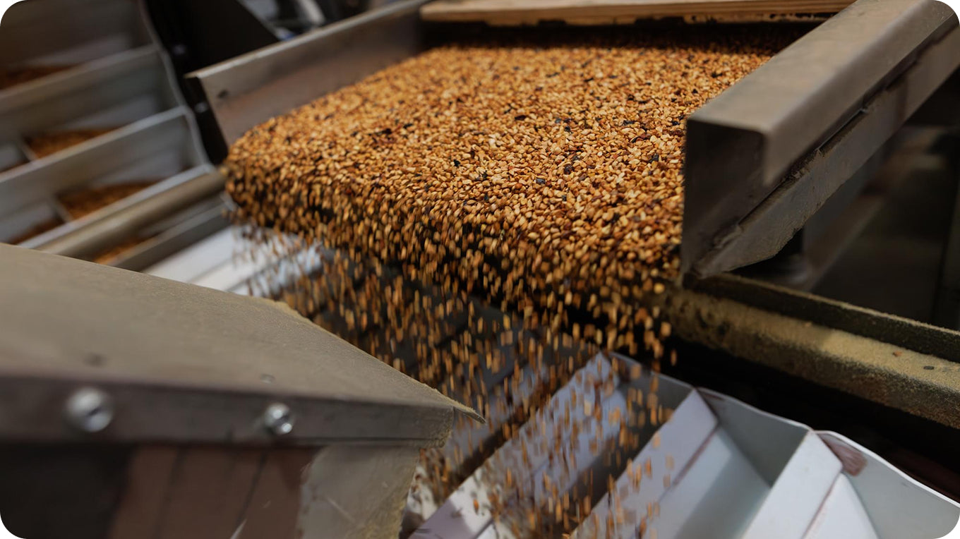 Effects of Processing (Germination and Popping) on the Nutritional and Anti-Nutritional Properties of Finger Millet (Eleusine Coracana)