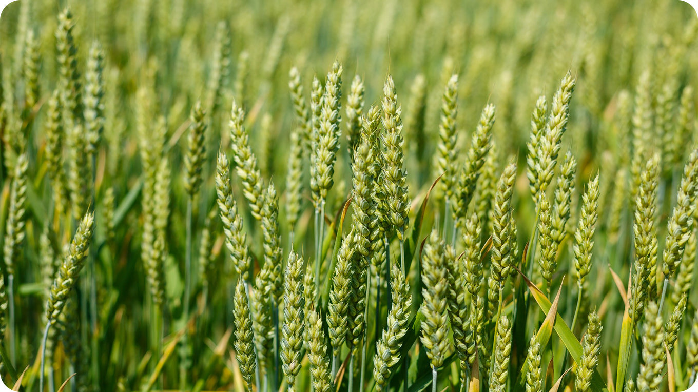 Thermal and non-thermal bioprocessing: a comprehensive review on millet starch properties and digestibility